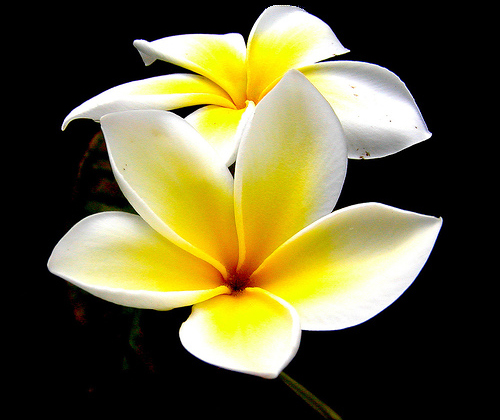 Plumeria